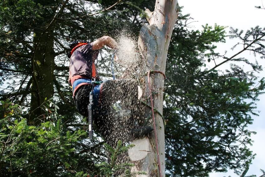 Tree Surgeons Bromley BR1